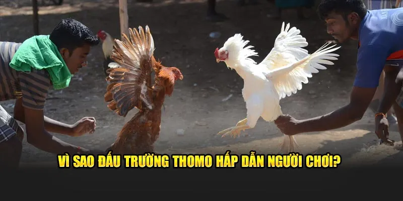 Vì sao đấu trường Thomo hấp dẫn người chơi?